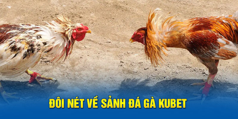 Đôi nét về sảnh đá gà kubet