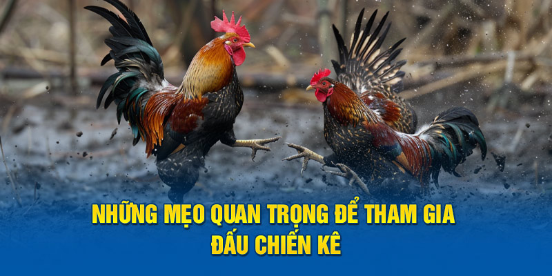 Những mẹo quan trọng để tham gia đấu chiến kê