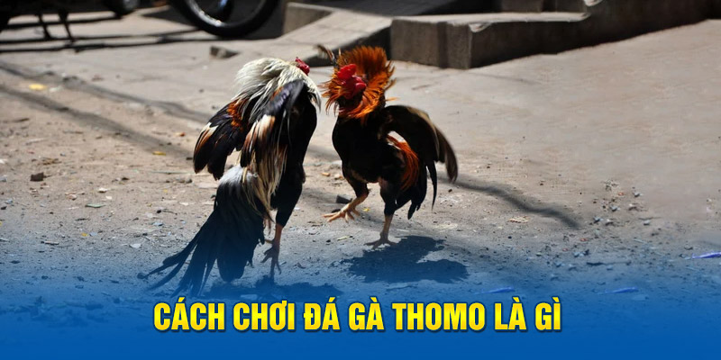 Cách chơi đá gà Thomo là gì