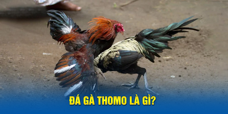 Đá gà Thomo là gì?