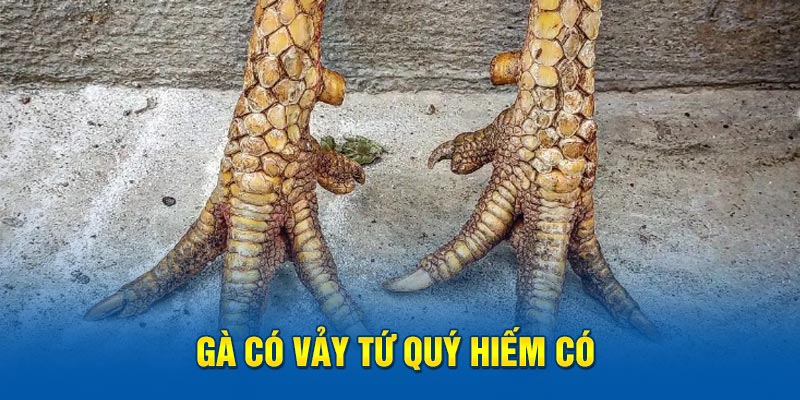 Gà vảy tứ quý hiếm có