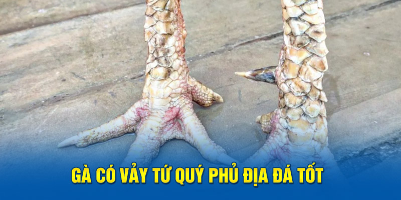 Gà có vảy tứ quý phủ địa đá tốt