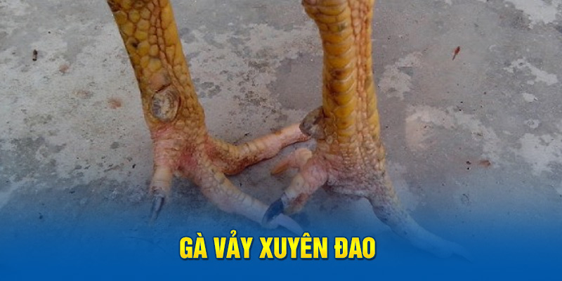 Gà vảy xuyên đao