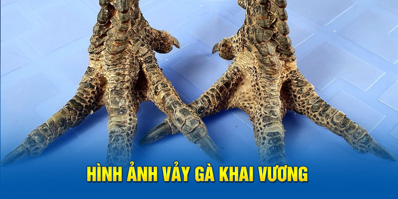 Hình ảnh vảy gà khai vương