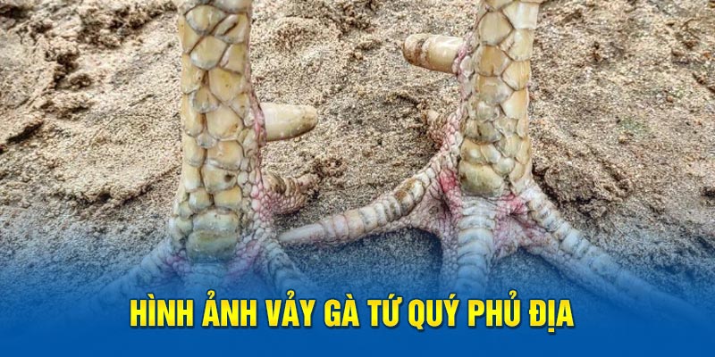 Hình ảnh vảy gà tứ quý phủ địa