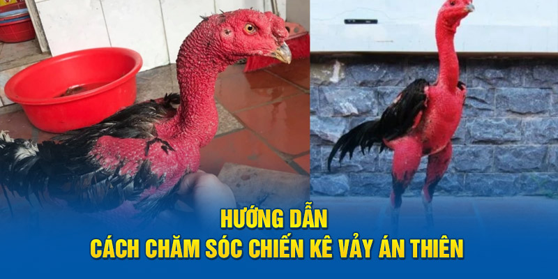 Hướng dẫn chăm sóc vảy gà án thiên 