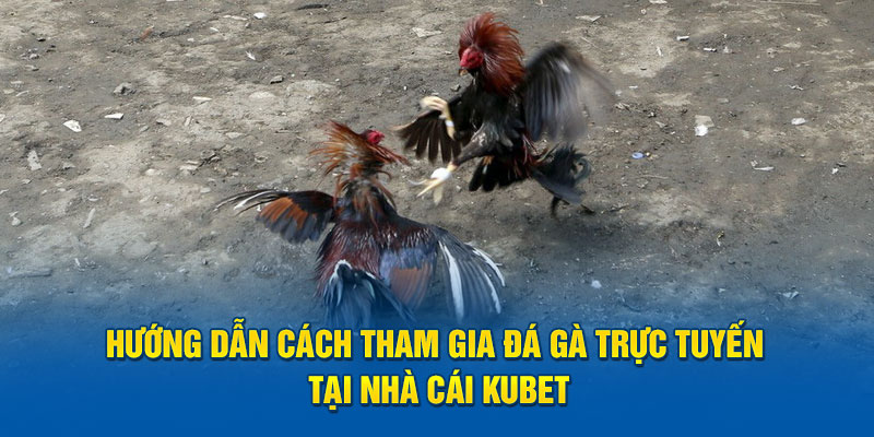 Hướng dẫn cách tham gia đá gà trực tuyến tại nhà cái Kubet