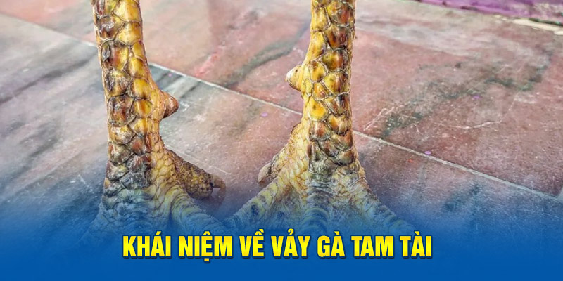 Khái niệm về vảy gà tam tài