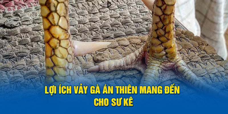 Lợi ích vảy gà án thiên mang đến cho sư kê