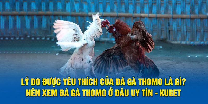 Lý do được yêu thích của đá gà Thomo là gì?