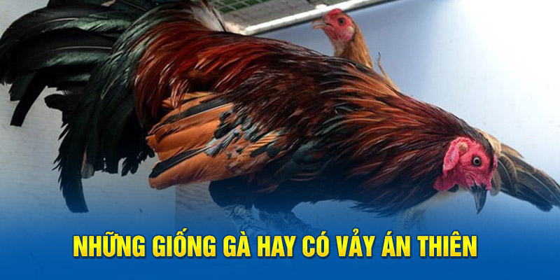 Những giống hay có vảy án thiên