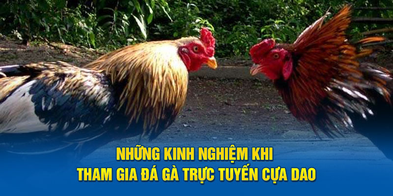 Những kinh nghiệm khi tham gia đá gà trực tuyến cựa dao