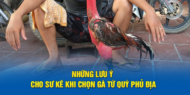  Những lưu ý cho sư kê khi chọn gà tứ quý phủ địa