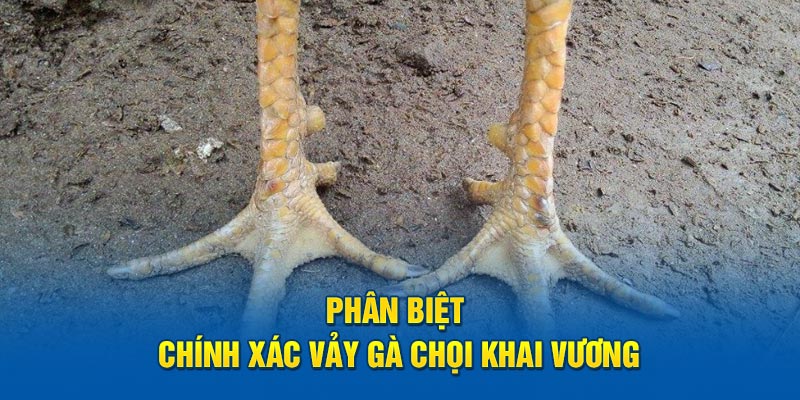 Phân biệt chính xác vảy gà chọi khai vương