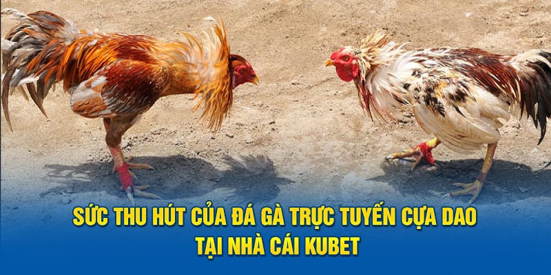 Sức thu hút của đá gà trực tuyến cựa dao tại nhà cái Kubet