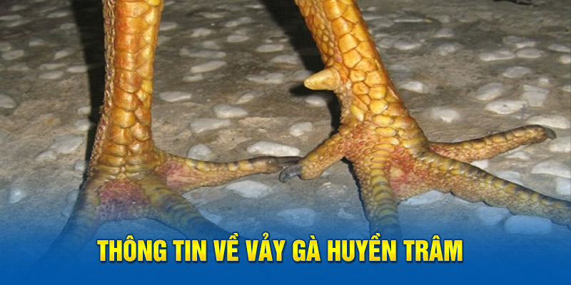 Thông tin về vảy gà huyền trâm