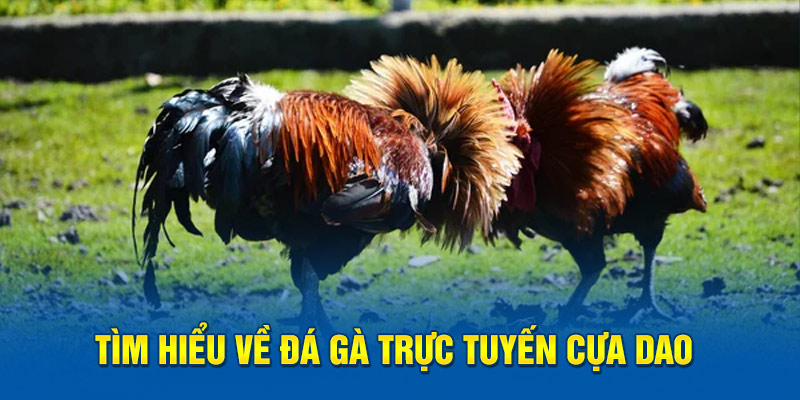 Tìm hiểu về Đá Gà trực tuyến cựa dao