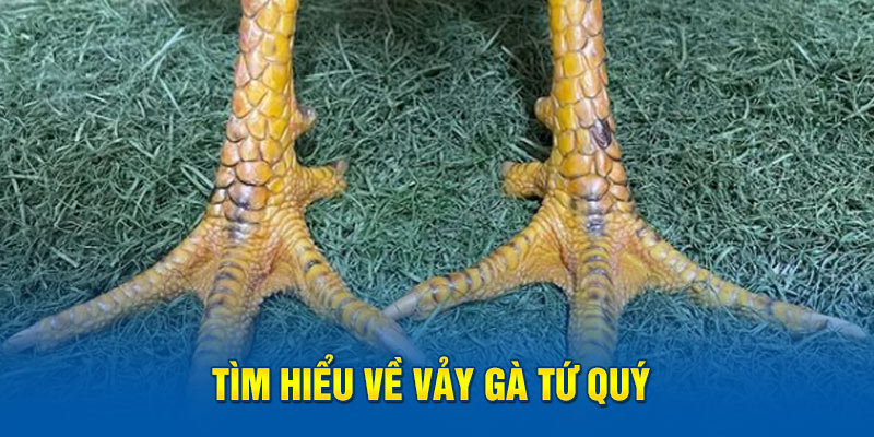 Tìm hiểu về vảy gà tứ quý