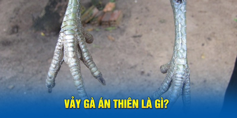 Vảy gà án thiên là gì?