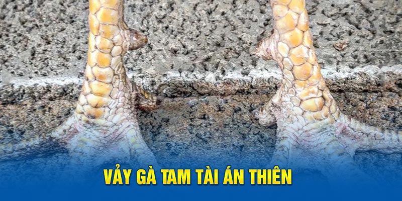 Vảy gà tam tài án thiên