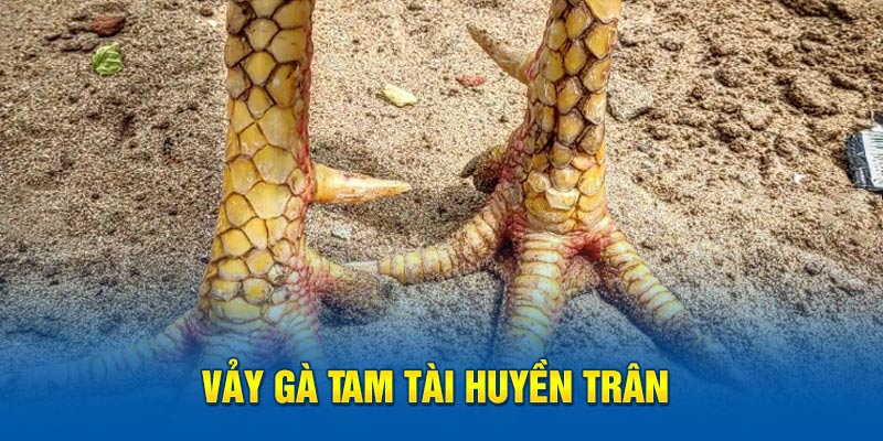 Vảy gà tam tài huyền trân