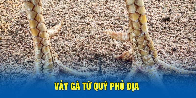 Vảy gà tứ quý phủ địa