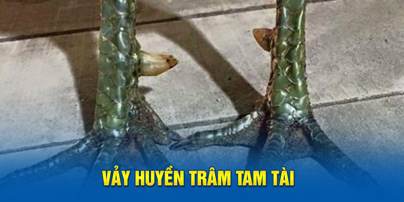 Vảy huyền trâm tam tài