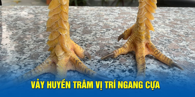 Vảy huyền trâm nằm ngang cựa