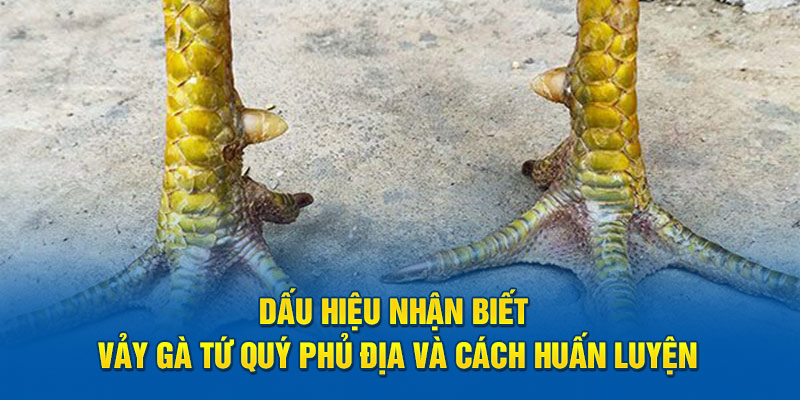 Dấu Hiệu Nhận Biết Vảy Gà Tứ Quý Phủ Địa