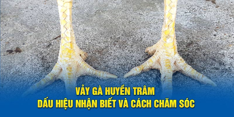 Vảy Gà Huyền Trâm Dấu Hiệu Nhận Biết Và Cách Chăm Sóc