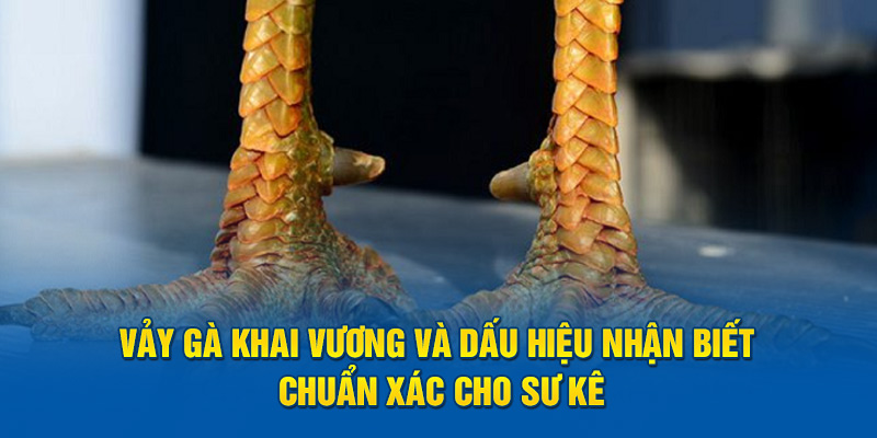 Vảy Gà Khai Vương Và Dấu Hiệu Nhận Biết Chuẩn Xác Cho Sư Kê