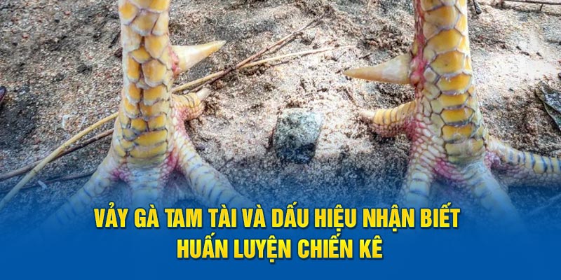 Vảy Gà Tam Tài Và Dấu Hiệu Nhận Biết, Huấn Luyện Chiến Kê